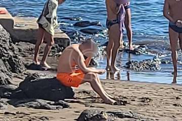 Un pato se pasea por Salinetas/TA.